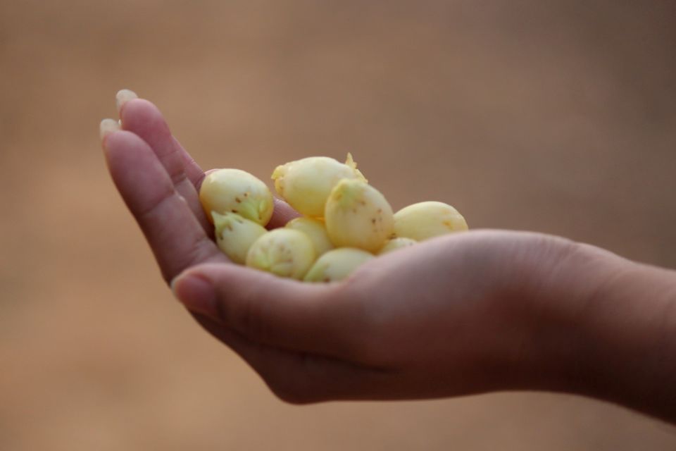 Photo of An Expedition To Kuldiha Wildlife Sanctuary, Odisha by Minakhi