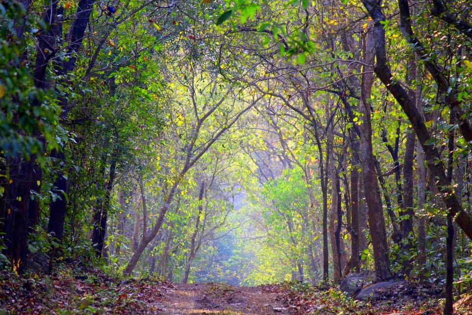 Photo of An Expedition To Kuldiha Wildlife Sanctuary, Odisha 1/1 by Minakhi