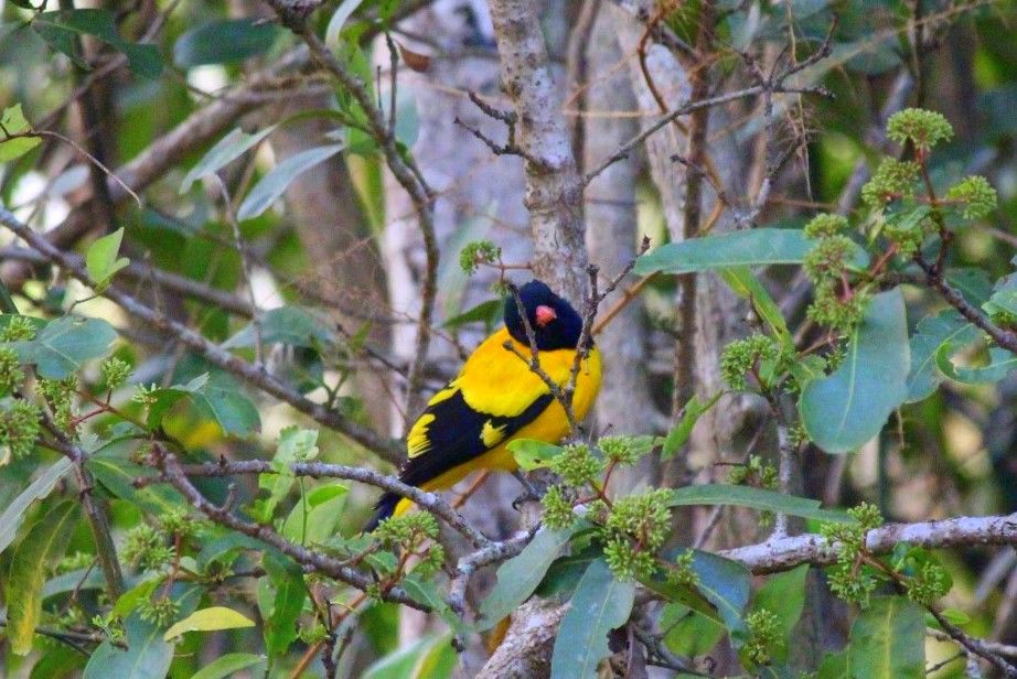 Photo of An Expedition To Kuldiha Wildlife Sanctuary, Odisha by Minakhi
