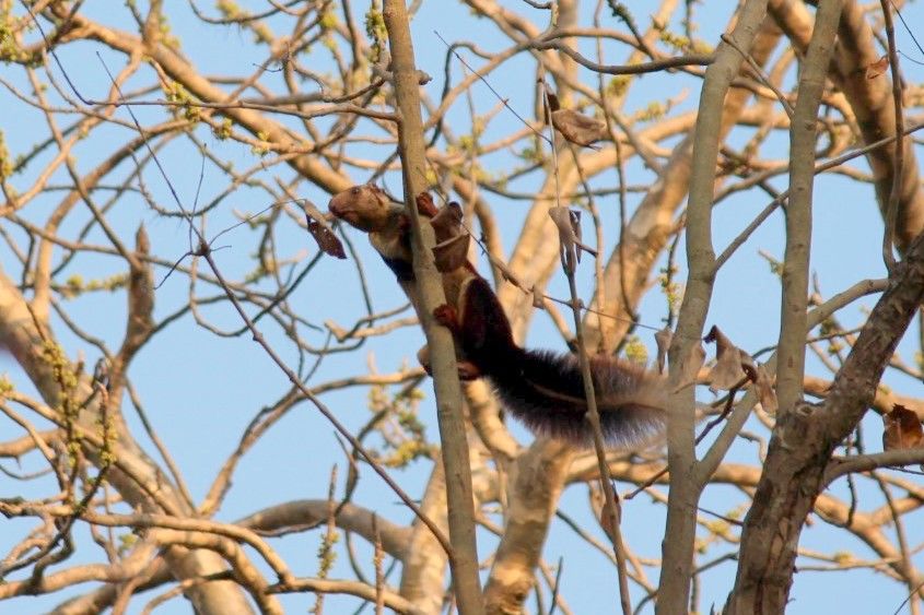 Photo of An Expedition To Kuldiha Wildlife Sanctuary, Odisha by Minakhi