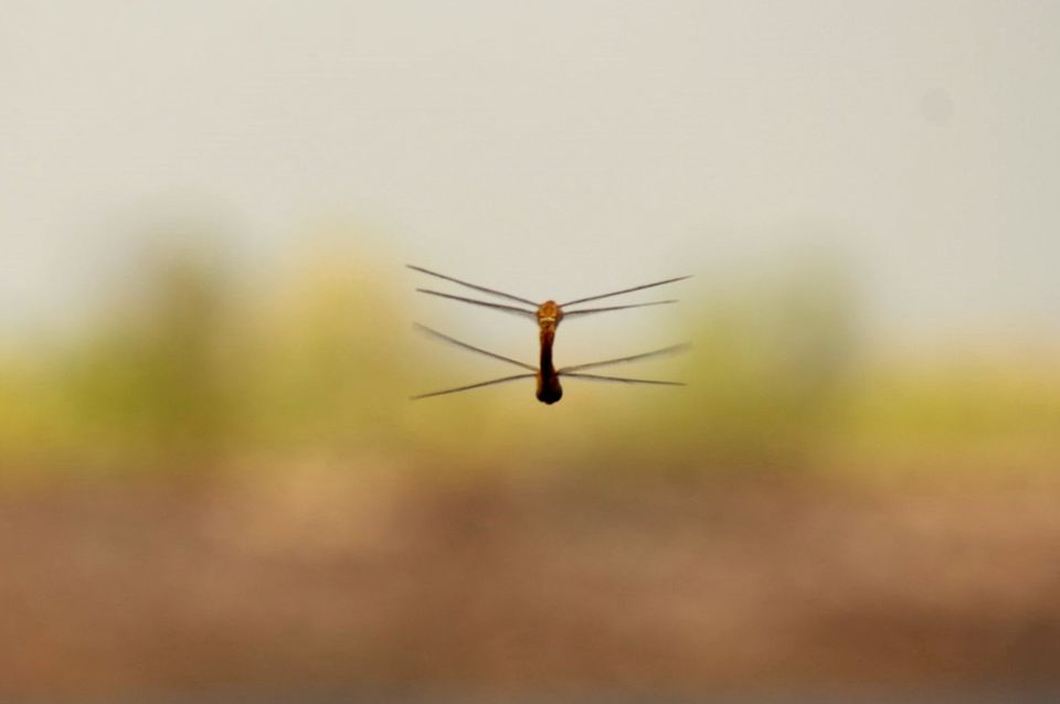 Photo of An Expedition To Kuldiha Wildlife Sanctuary, Odisha by Minakhi