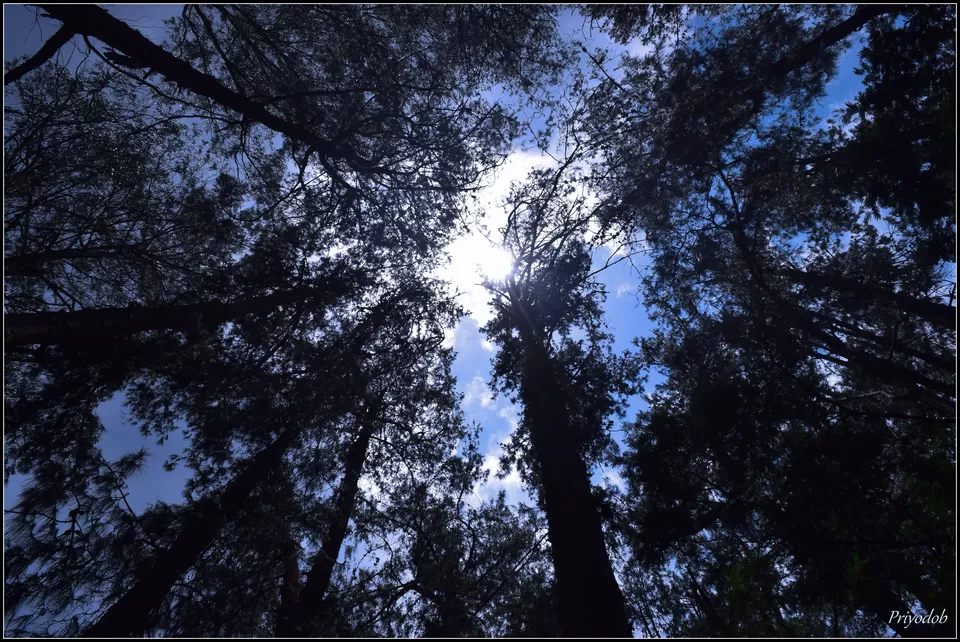 Photo of Pine Tree Forest, Kodaikanal, Tamil Nadu, India by Priyodob Kundu