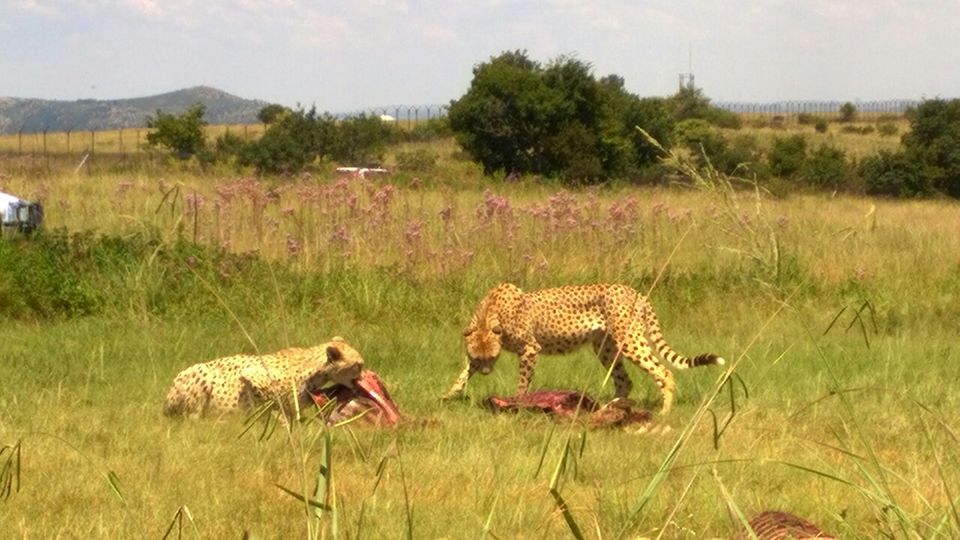 Photo of Big cats in Jo'burg by Abhinav Gupta