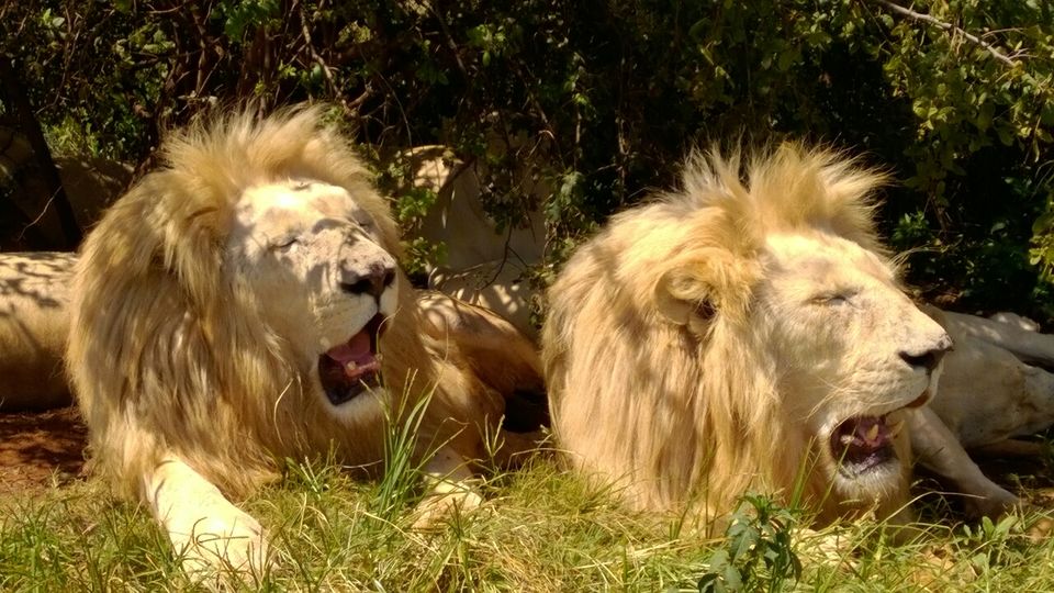 Photo of Big cats in Jo'burg by Abhinav Gupta