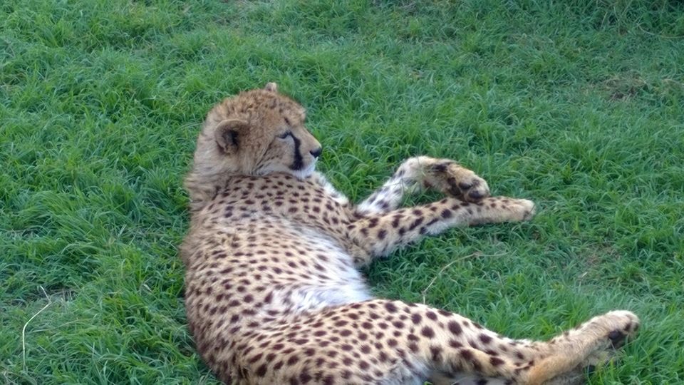Photo of Big cats in Jo'burg by Abhinav Gupta