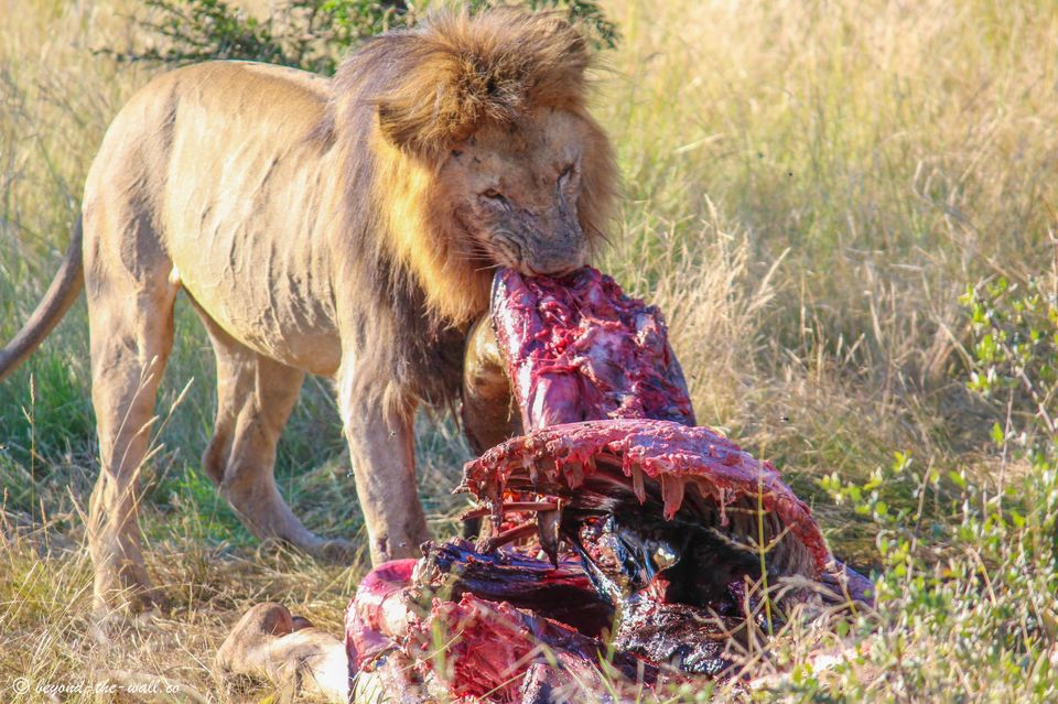 Photo of The A-Z Of Enjoying An African Safari, Without Breaking Your Bank 1/5 by Beyond The Wall Travel Blog