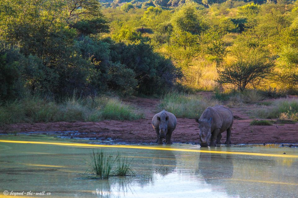 Photo of The A-Z Of Enjoying An African Safari, Without Breaking Your Bank 5/5 by Beyond The Wall Travel Blog