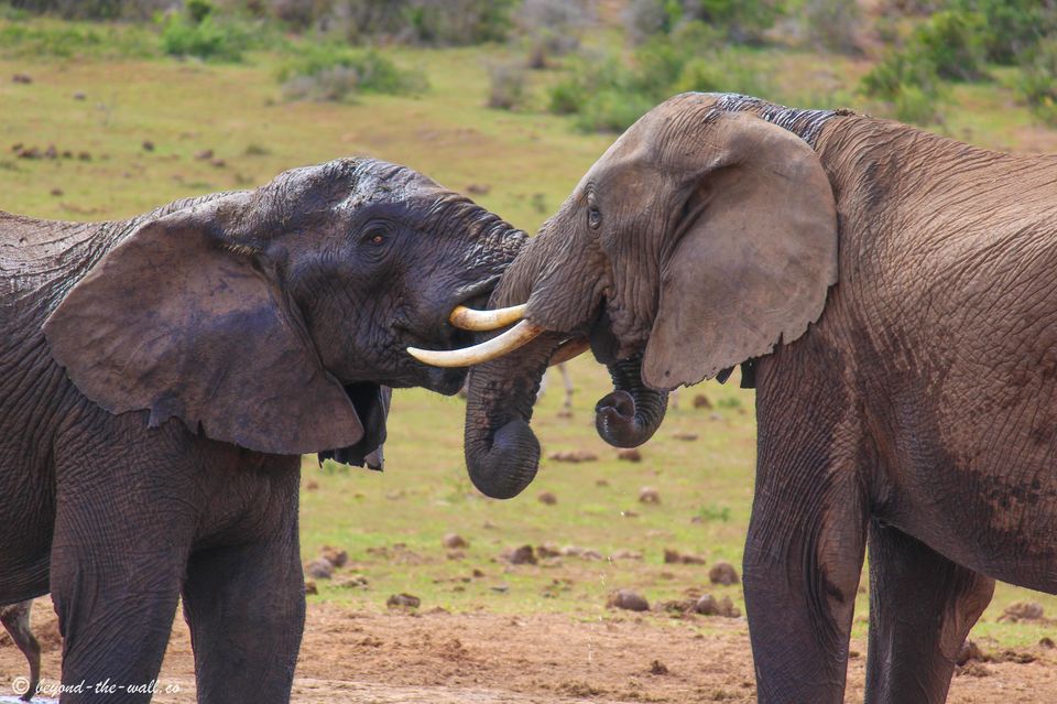 Photo of The A-Z Of Enjoying An African Safari, Without Breaking Your Bank 3/5 by Beyond The Wall Travel Blog