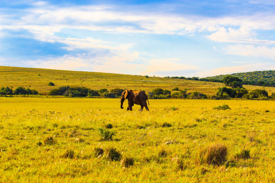 Photo of The A-Z Of Enjoying An African Safari, Without Breaking Your Bank by Beyond The Wall Travel Blog