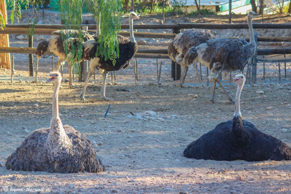 Photo of Oudtshoorn, South Africa by Beyond The Wall Travel Blog