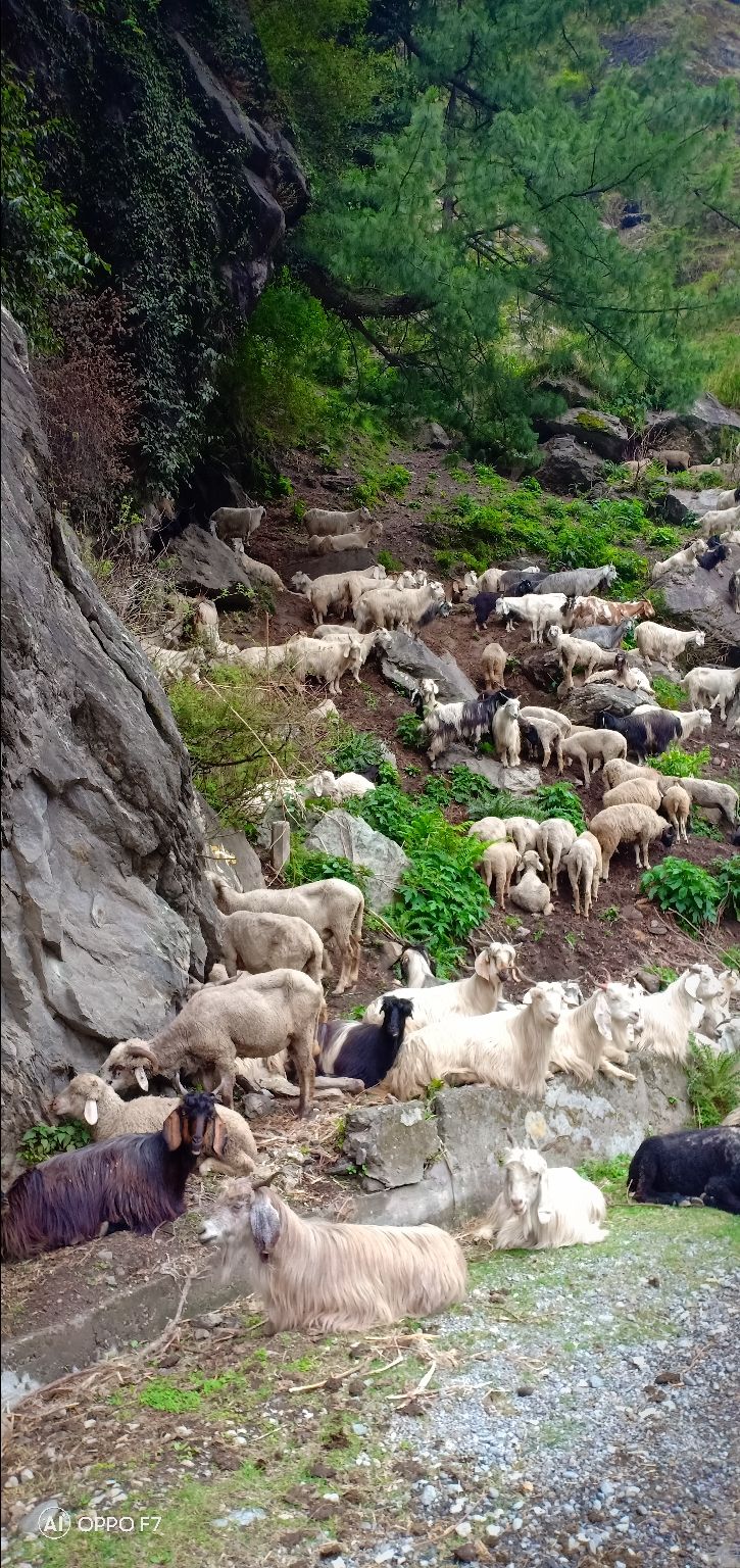 Photo of Himalachal diaries by Siddharth Singh Negi