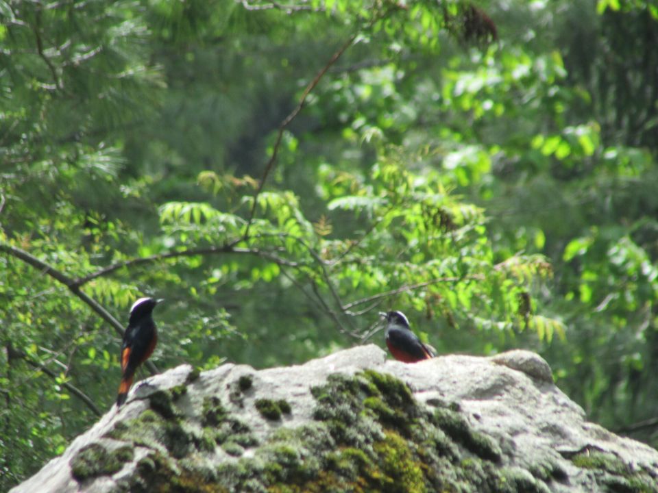 Photo of #TripotoTakeMeToSandakhpu Everything is better in the mountains❤ by Grishma Jaisinghani