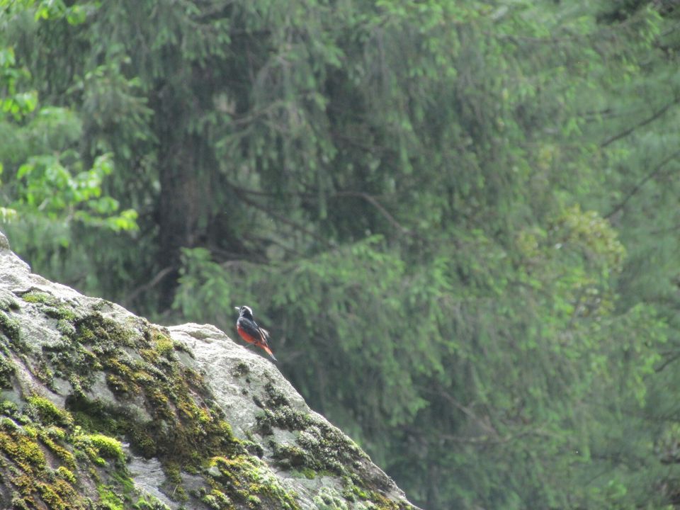 Photo of #TripotoTakeMeToSandakhpu Everything is better in the mountains❤ by Grishma Jaisinghani