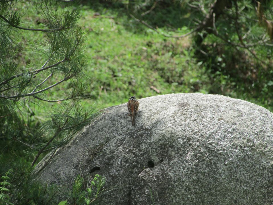 Photo of #TripotoTakeMeToSandakhpu Everything is better in the mountains❤ by Grishma Jaisinghani