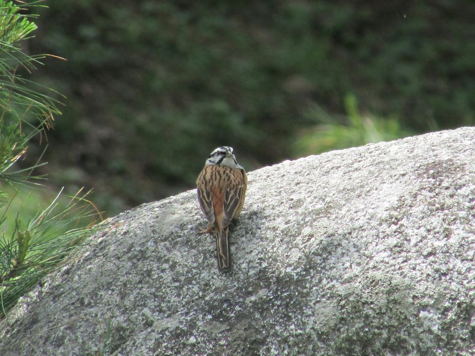 Photo of Manali, Himachal Pradesh, India by Grishma Jaisinghani