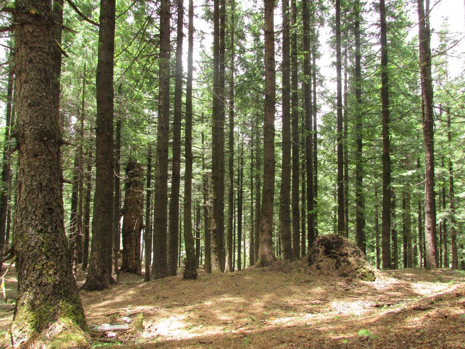 Photo of Manali, Himachal Pradesh, India by Grishma Jaisinghani