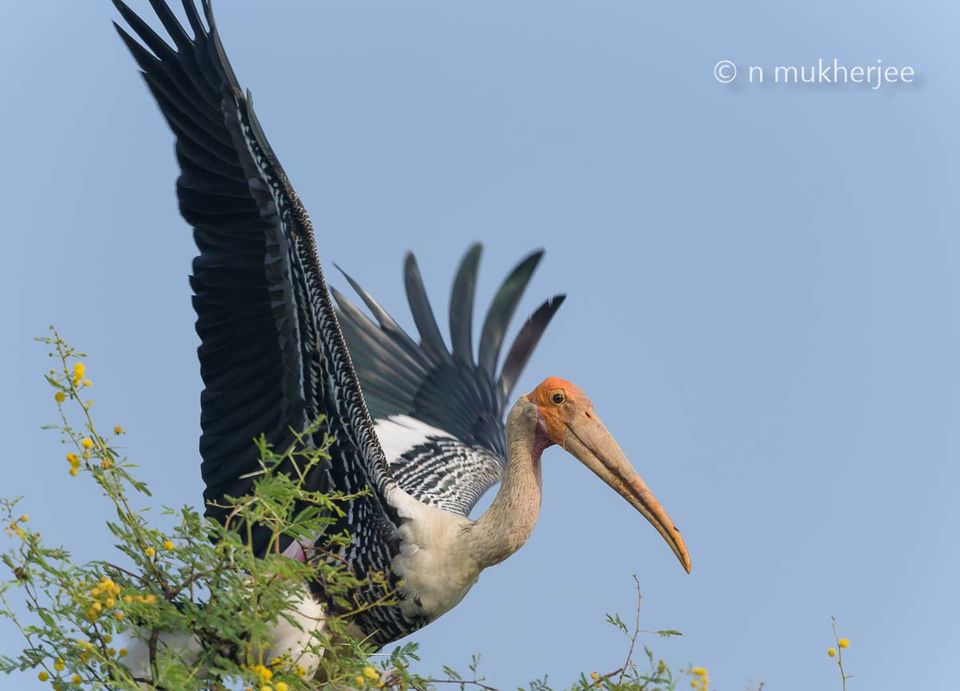 Photo of Bharatpur Bird Sanctuary, Bharatpur, Rajasthan, India by Nityananda Mukherjee