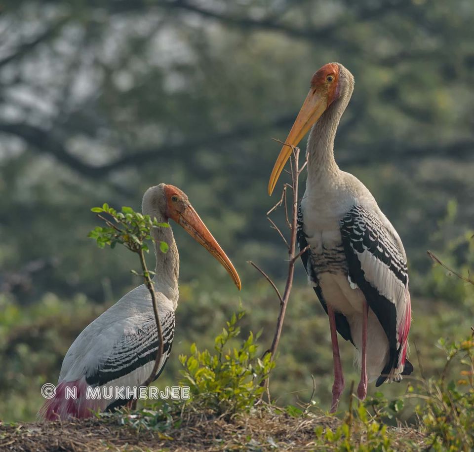 Photo of Bharatpur Bird Sanctuary, Bharatpur, Rajasthan, India by Nityananda Mukherjee