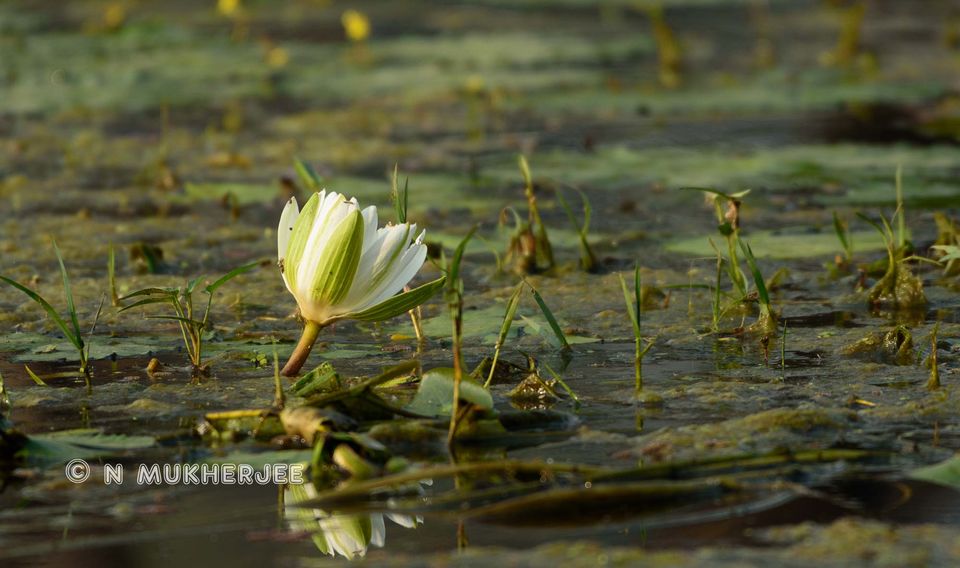 Photo of Bharatpur Bird Sanctuary, Bharatpur, Rajasthan, India by Nityananda Mukherjee