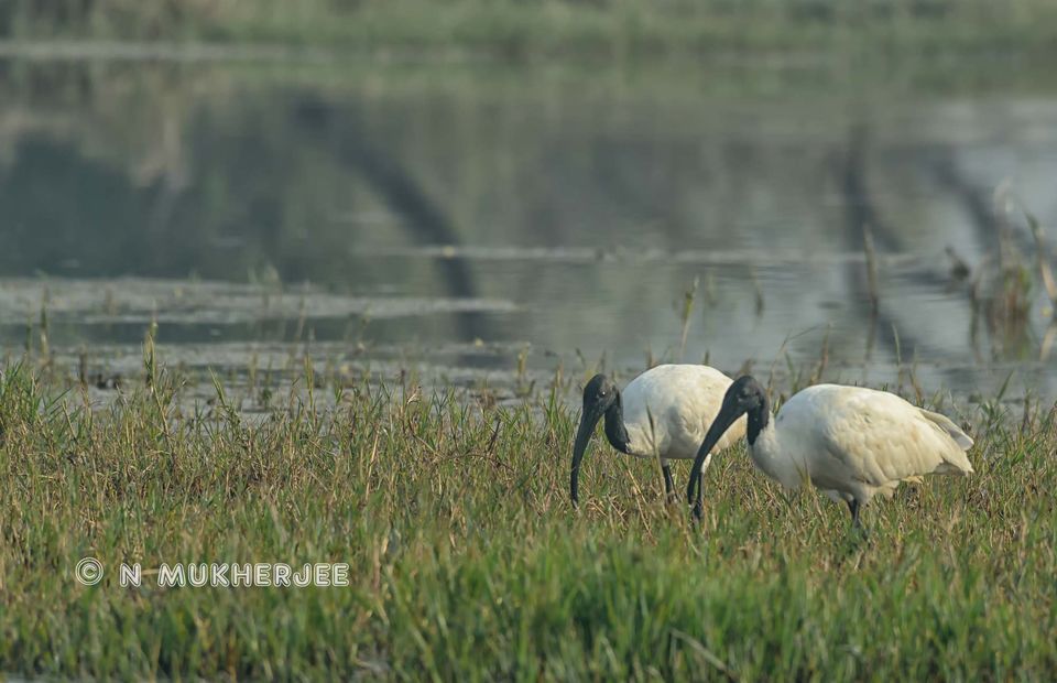 Photo of Bharatpur Bird Sanctuary, Bharatpur, Rajasthan, India by Nityananda Mukherjee