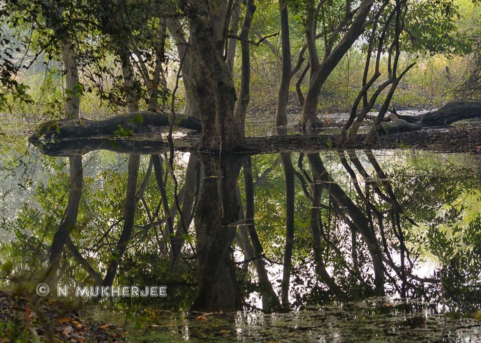 Photo of Bharatpur Bird Sanctuary, Bharatpur, Rajasthan, India by Nityananda Mukherjee