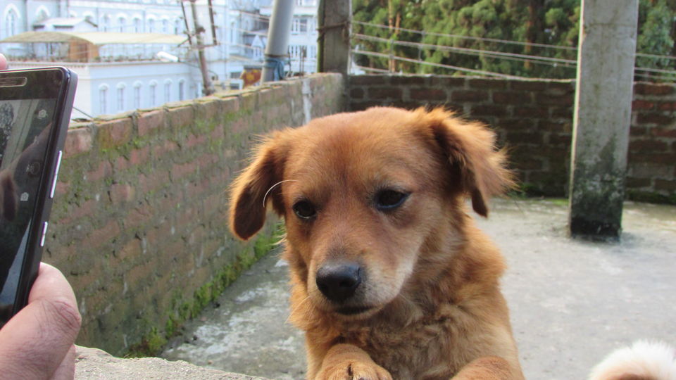 Photo of Darjeeling : The unplanned , the best one.. by Thetravelcoholic