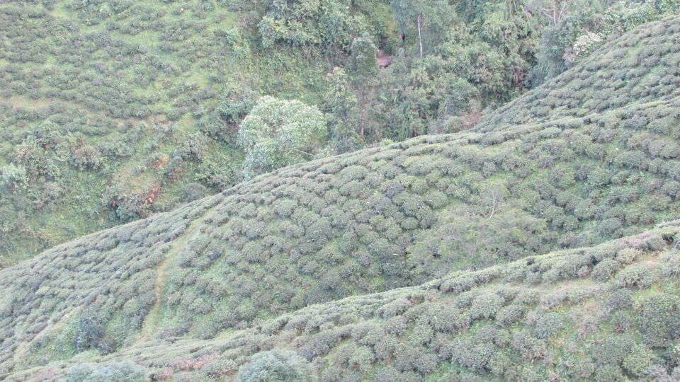 Photo of Darjeeling : The unplanned , the best one.. by Thetravelcoholic