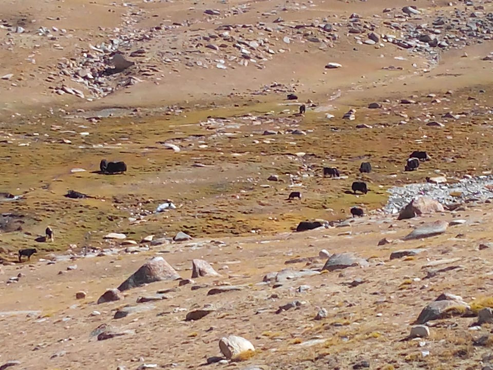 Photo of Leh - Pangong Tso Lake - Kardungla pass 10/35 by Pankaj Modi