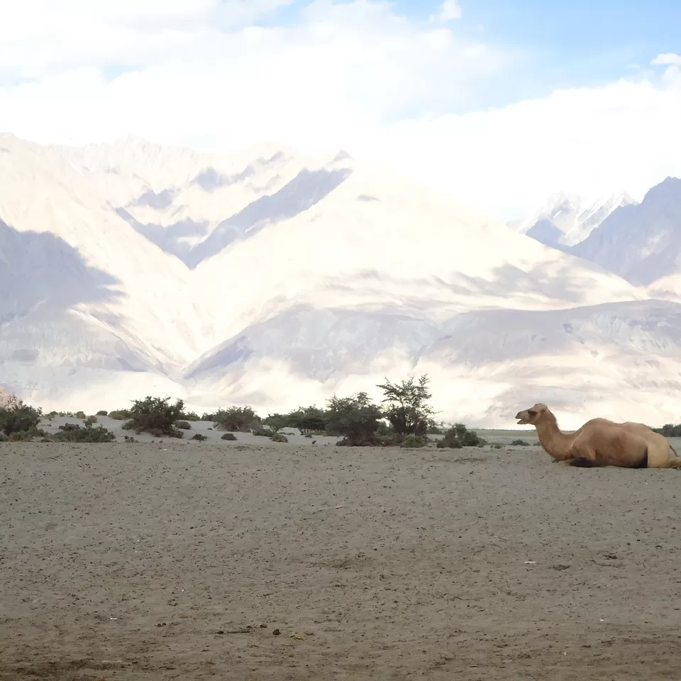 Photo of Nubra Valley, Leh by jhilmil