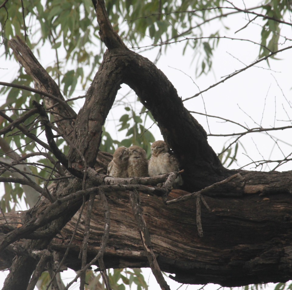 Photo of As these spotted owls got Cozy! 1/1 by jhilmil