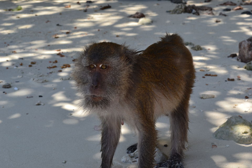 Photo of A day trip to Phi Phi Islands 5/8 by Sauvik Sinhababu