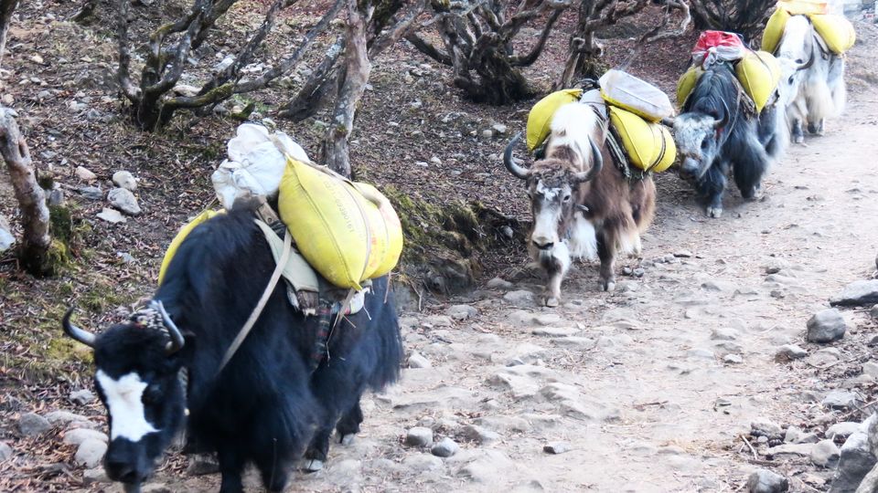 Photo of Life Changing Journey to Earth's Highest Mountain - "Trek to Everest Base Camp" 29/64 by Sravan Yadav