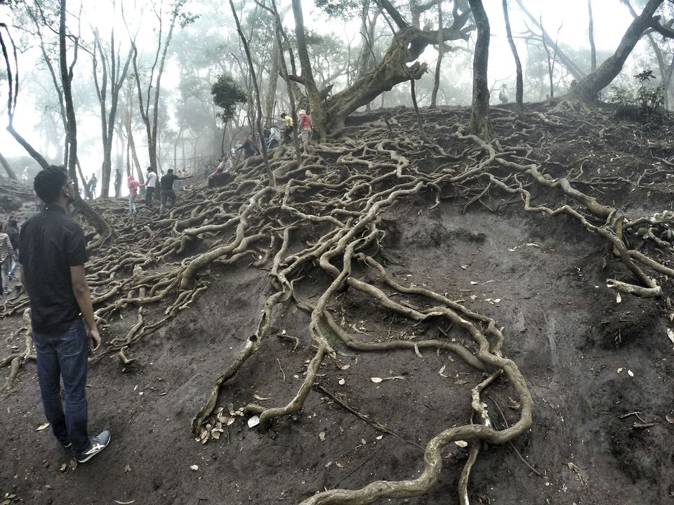 Photo of Kodaikanal ‘The Princess of hills’. A story of 3 days and 1025 kms: Part 3 8/9 by Aditya Dusange