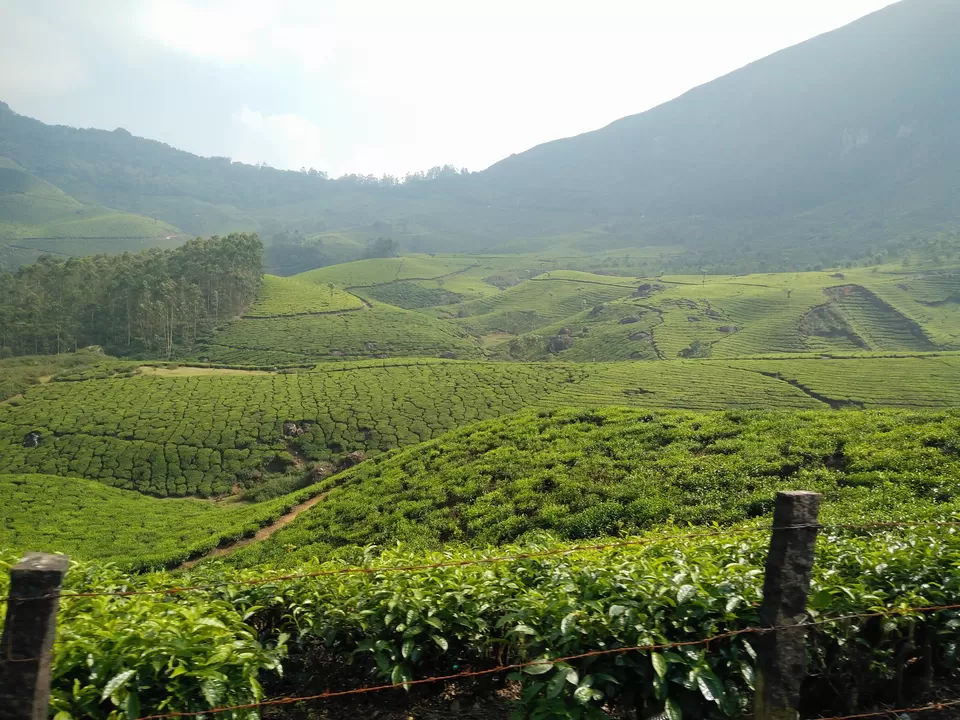 Photo of Suryanelli-Kolukkumalai Tea Estate Road, Kottagudi, Kerala, India by Bennet B