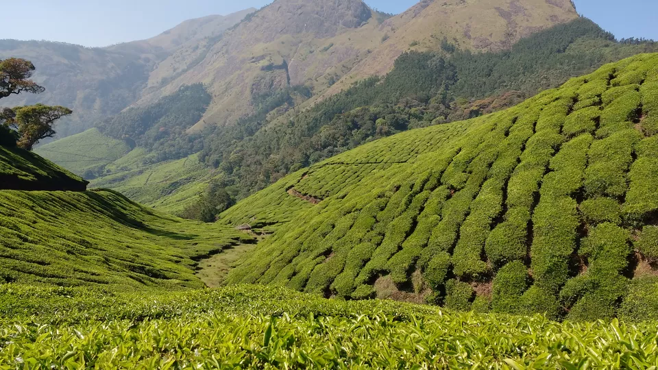 Photo of Kolukkumalai Tea Estate, Kottagudi, Tamil Nadu, India by Bennet B