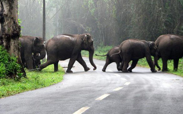 Photo of Wayanad - The All in One Divine Land ! 9/11 by Athul S Karun