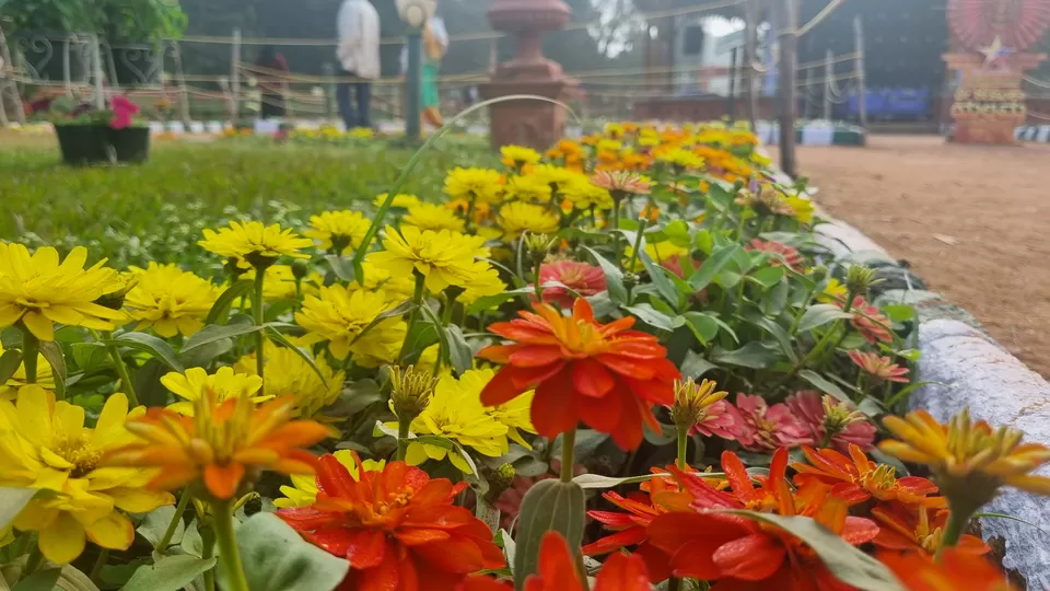Photo of All You Need to Know about Bangalore's Iconic Flower Festival at Lalbagh Botanical Garden by KatchuTravels