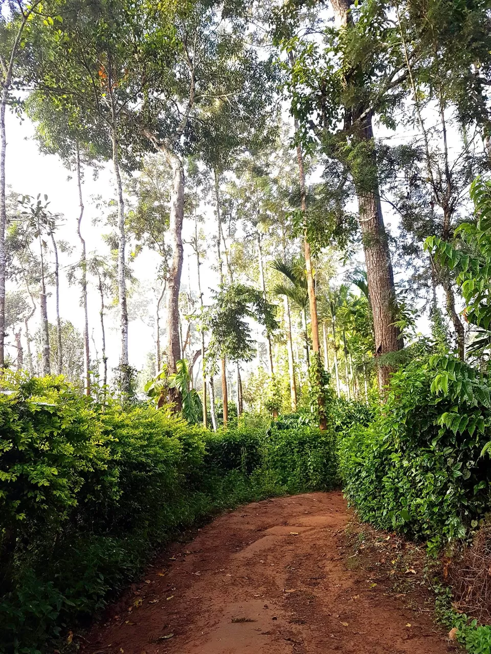Photo of Jagale Homestay, Balele, Karnataka, India by KatchuTravels