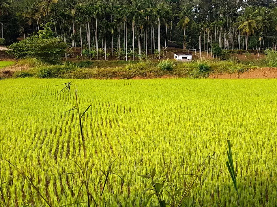 Photo of Jagale Homestay, Balele, Karnataka, India by KatchuTravels