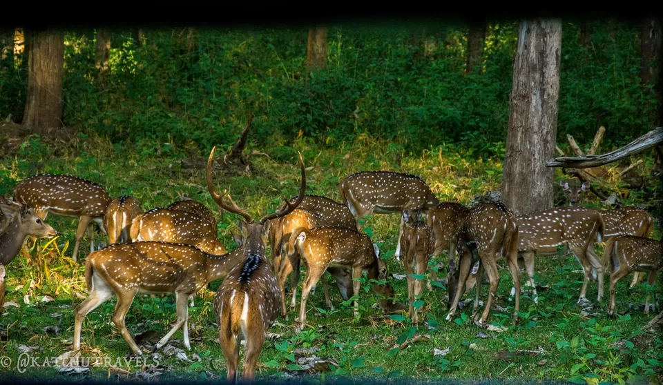Photo of Nagarhole Safari Main Gate, Nalkeri Forest, Karnataka, India by KatchuTravels