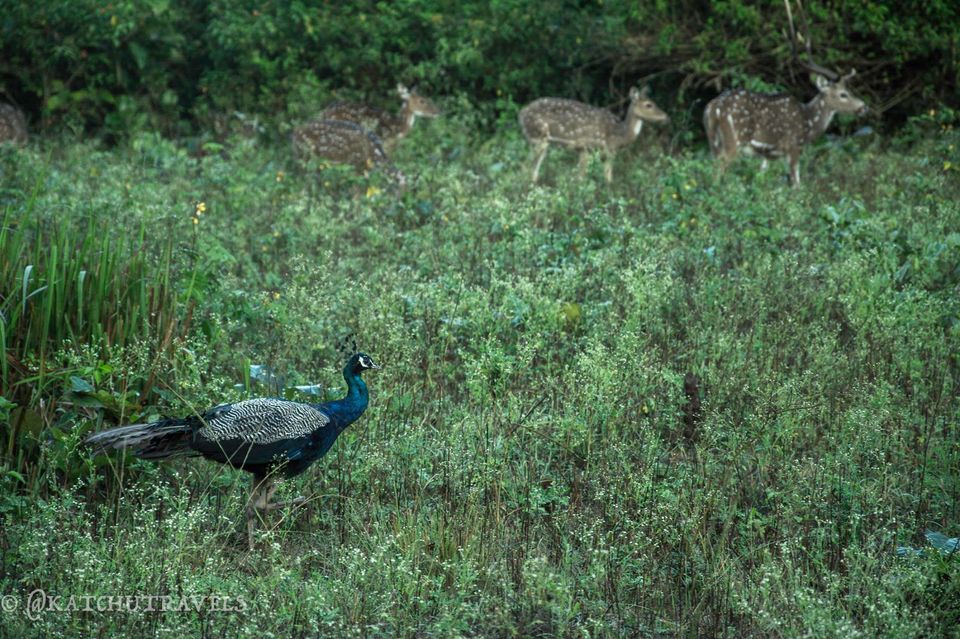 Photo of Nagarahole National Park, Kodagu, Karnataka, India by KatchuTravels