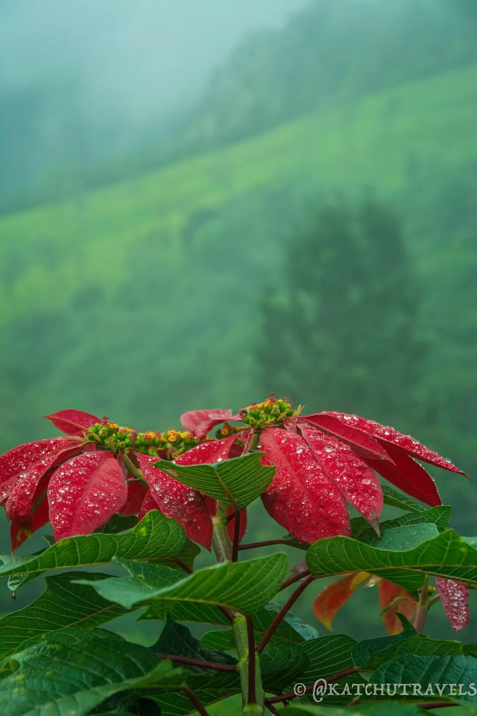 Photo of Tea Nest Annexe Cottage, Coonoor, Tamil Nadu, India by KatchuTravels