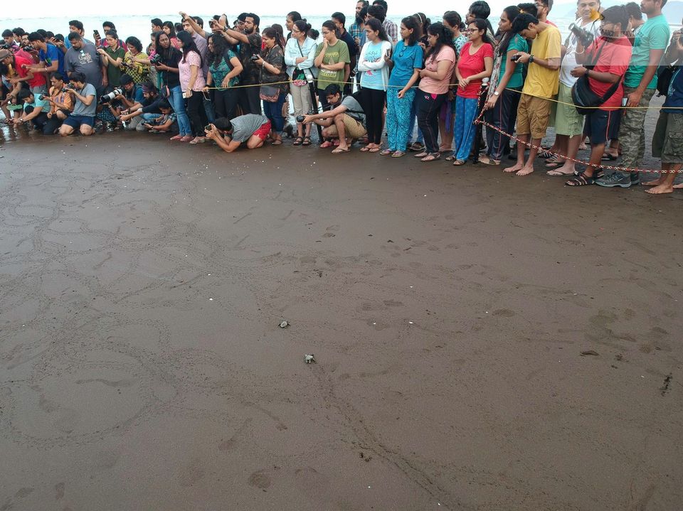 Photo of The Ultimate Guide to the Velas Turtle Festival-17 Reasons to be there! 7/27 by KatchuTravels
