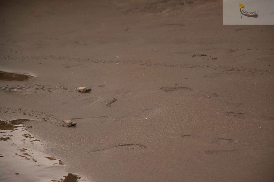 Photo of The Ultimate Guide to the Velas Turtle Festival-17 Reasons to be there! 9/27 by KatchuTravels