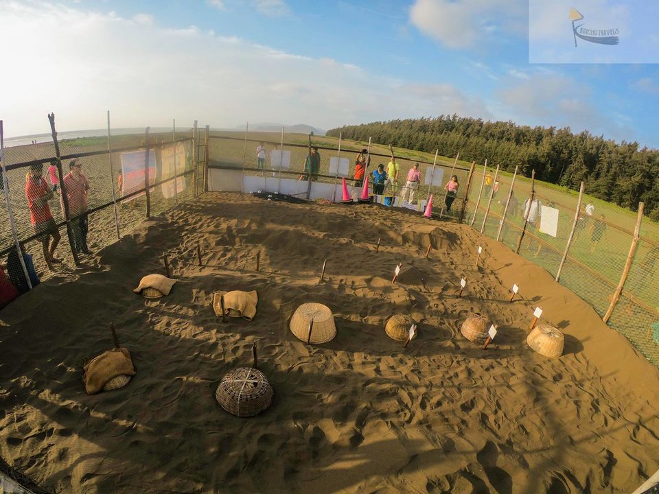 Photo of The Ultimate Guide to the Velas Turtle Festival-17 Reasons to be there! 11/27 by KatchuTravels