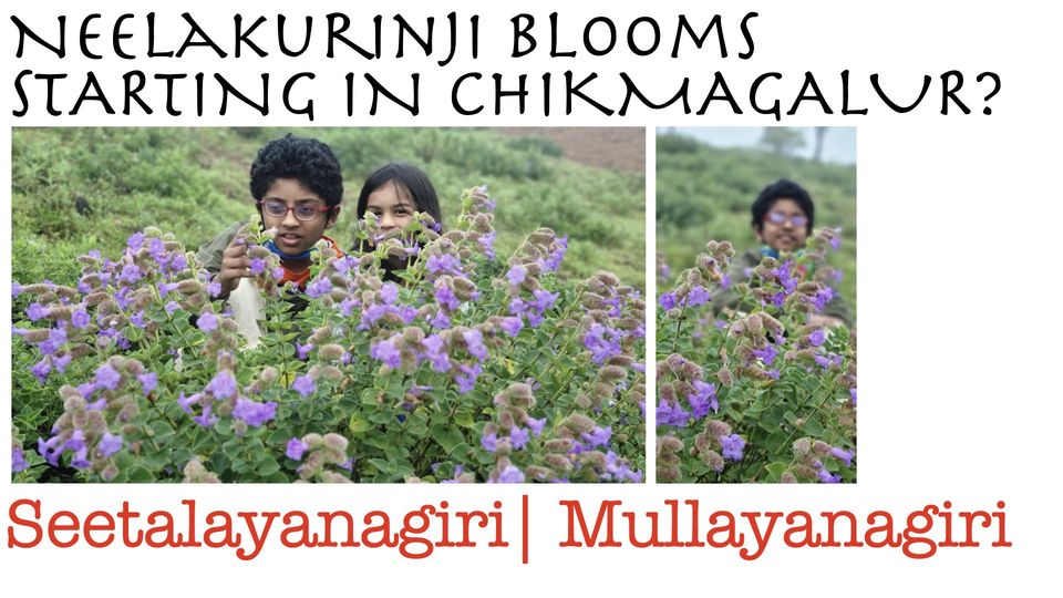 Photo of Is there a new Neelakurinji flowers wave, yet again? This time from Chikmagalur by KatchuTravels