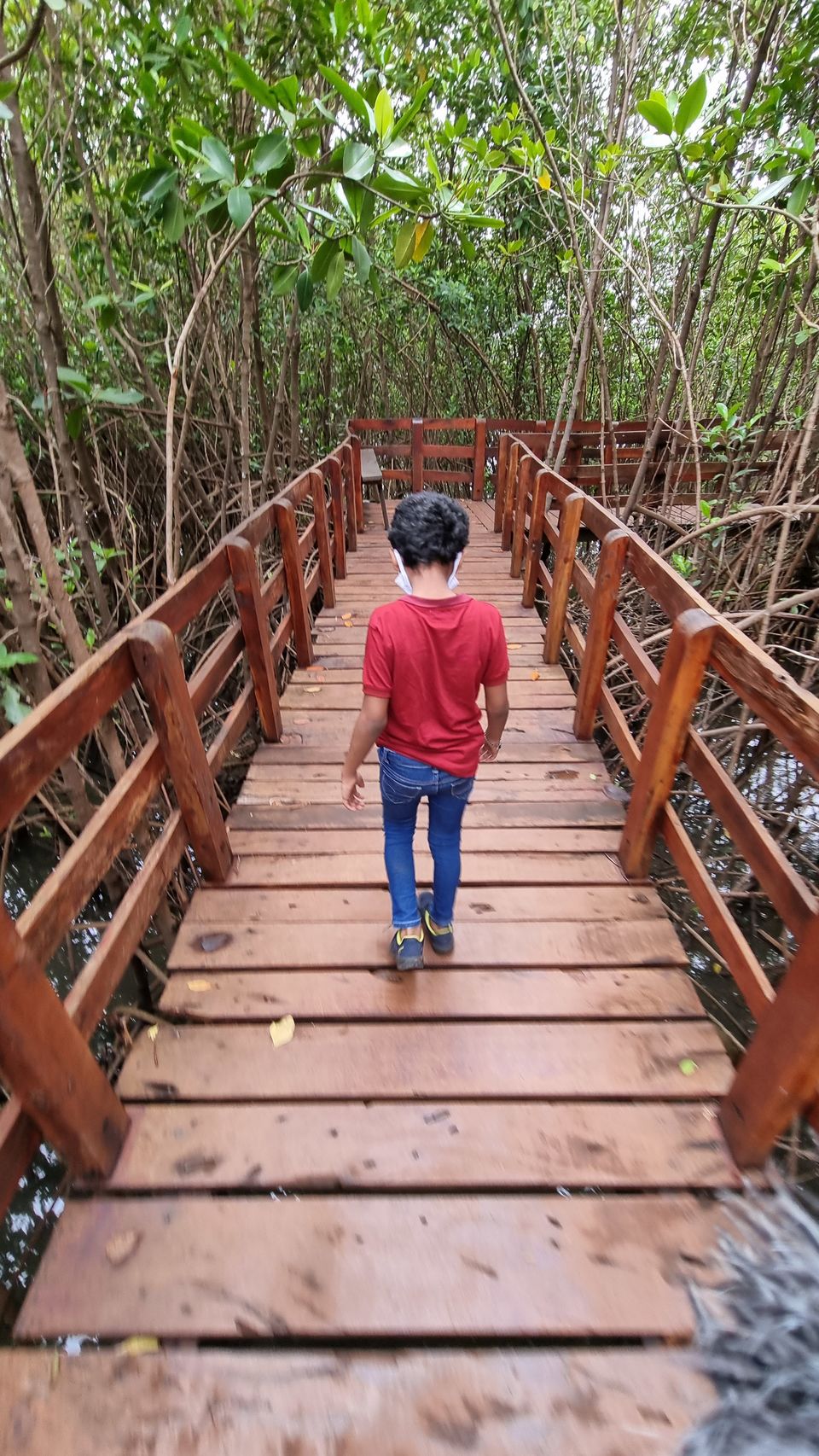 Photo of In Search of Mangroves in Honnavara 4/5 by KatchuTravels