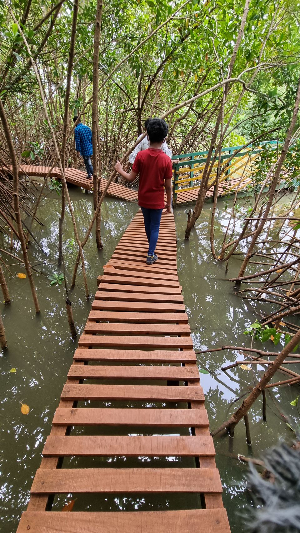 Photo of In Search of Mangroves in Honnavara 5/5 by KatchuTravels