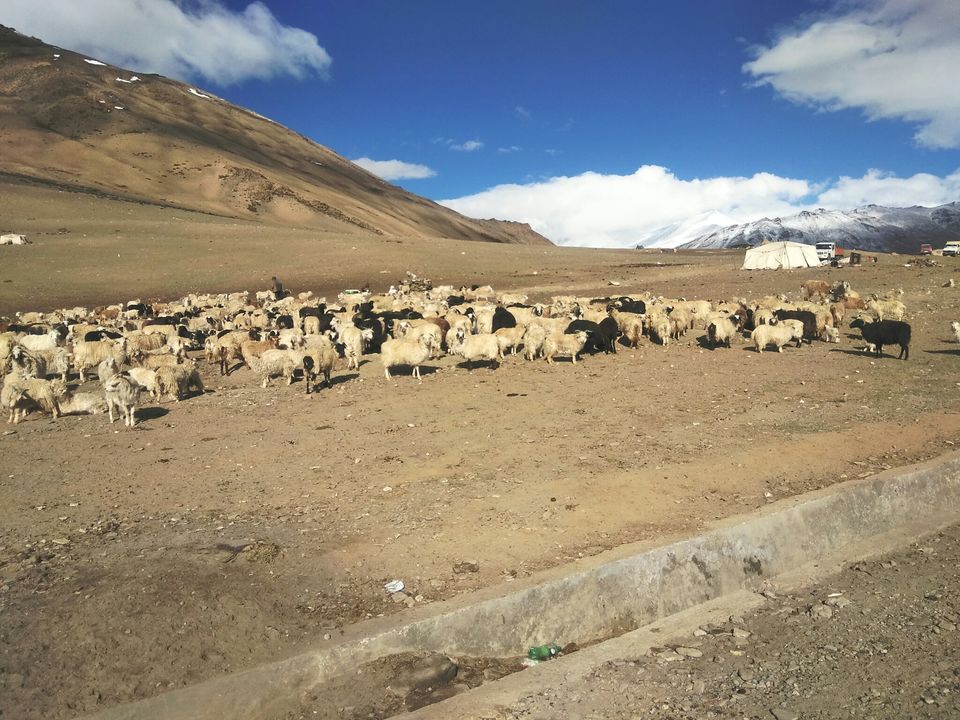 Photo of Tanglang La by Ravinder Bishnoi
