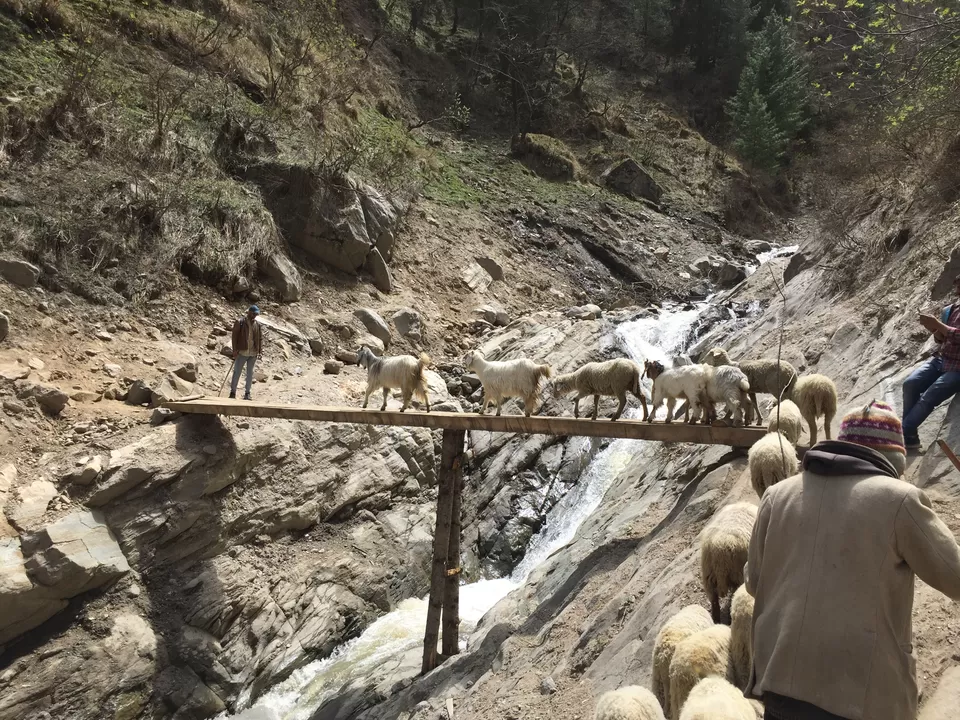 Photo of Kheerganga: A Trek Not To Miss. by The Young Monk